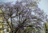 Jacaranda mimosifolia. Крона цветущего растения. Израиль, г. Бат-Ям, в городском озеленении. 24.04.2016.