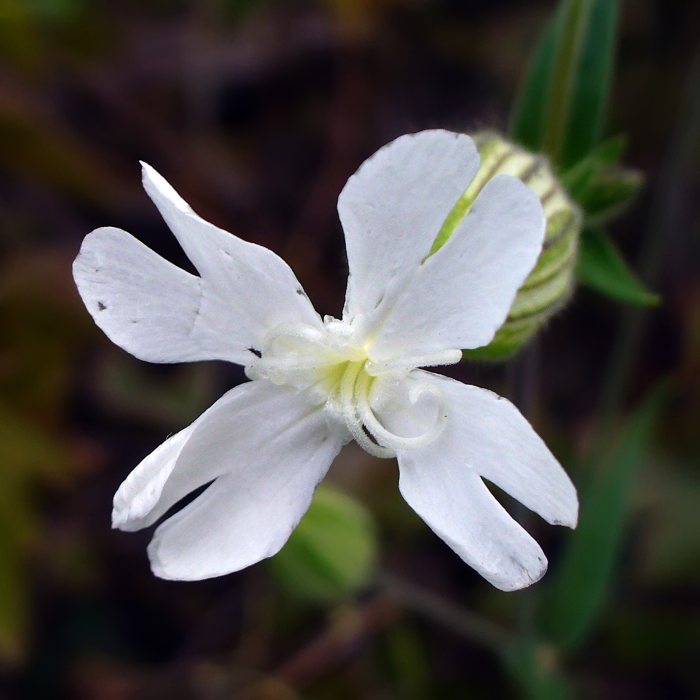 Image of Melandrium album specimen.