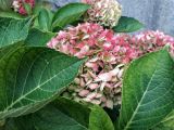 Hydrangea macrophylla. Листья и часть соцветия. Крым, пос. Партенит, парк \"Айвазовское\". 17.10.2016.