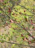 Acer trautvetteri. Верхушки веточек с распускающимися почками. Краснодарский край, Западный Кавказ, м/о город-курорт Сочи, окр. с. Эстосадок, хребет Псехако, парковый кленовник, выс. ≈ 1800 м н.у.м. 27 мая 2015 г.
