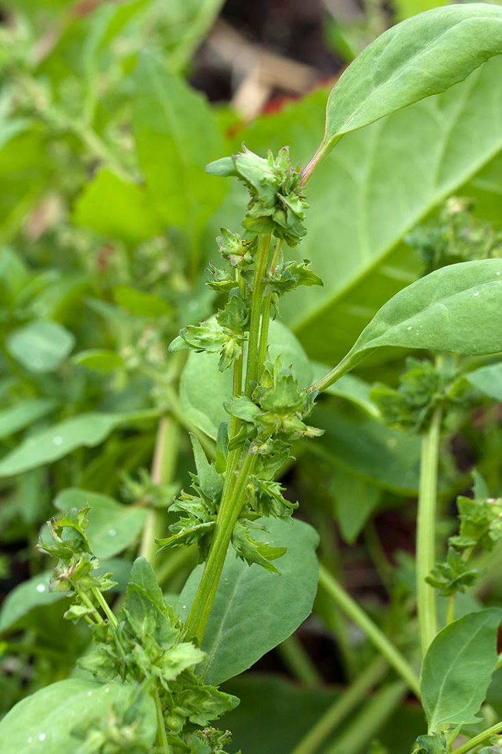 Изображение особи Atriplex kuzenevae.