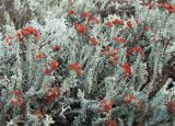 Cladonia bellidiflora. Талломы с апотециями. Архангельская обл., Приморский р-н, повышение в заболоченной еловой редине, на почве. 05.08.2014.