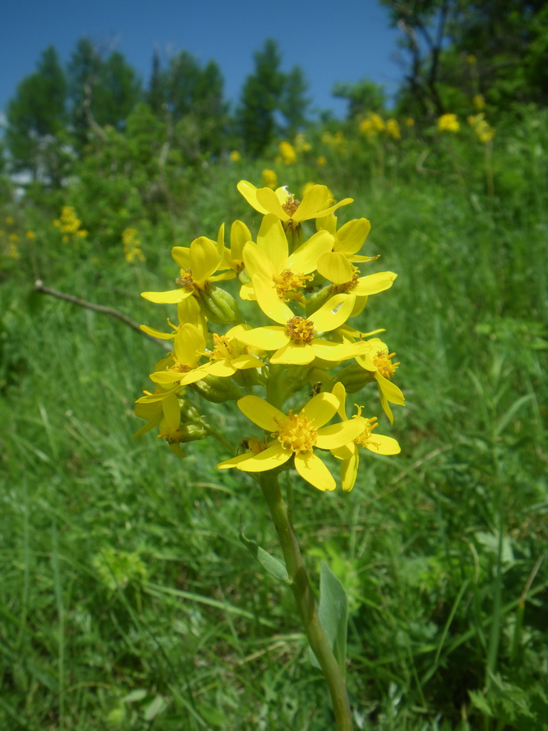 Изображение особи Ligularia altaica.