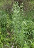 Lithospermum officinale