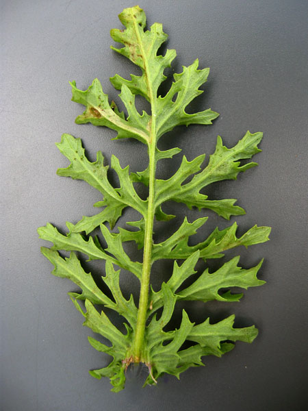 Image of Senecio jacobaea specimen.