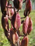 Veratrum nigrum. Средняя часть соплодия. Иркутская обл., Баяндаевский р-н, окр. с. Ользоны, берёзово-осиновый лес, опушка. 28.08.2016.