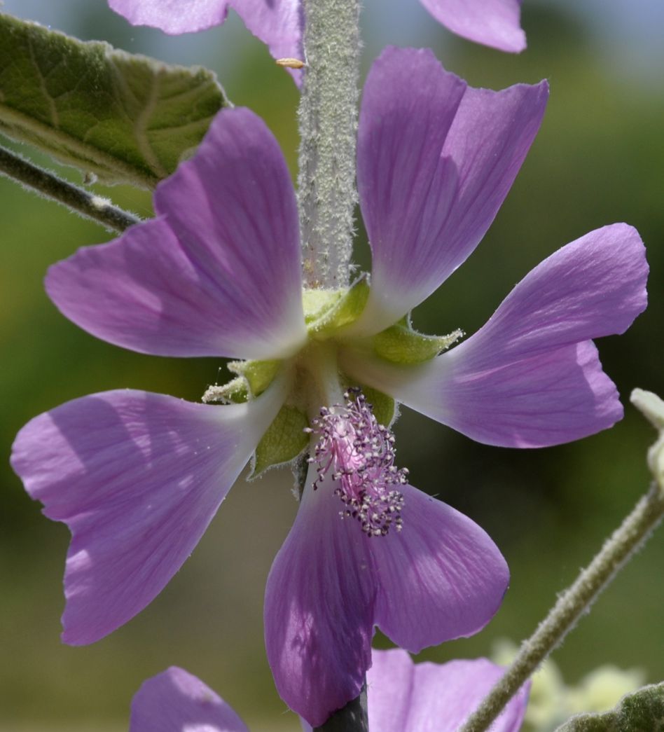 Изображение особи Alcea pallida.