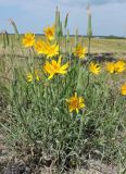 Tragopogon