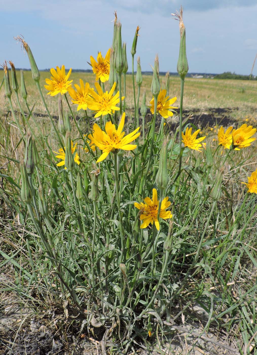 Изображение особи род Tragopogon.