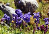 Aquilegia glandulosa