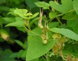 Aristolochia contorta. Верхушка цветущего побега. Приморский край, Хасанский р-н, окр. мыса Мраморный, разнотравный луг на приморском склоне. 25.07.2016.