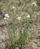 Helichrysum arenarium