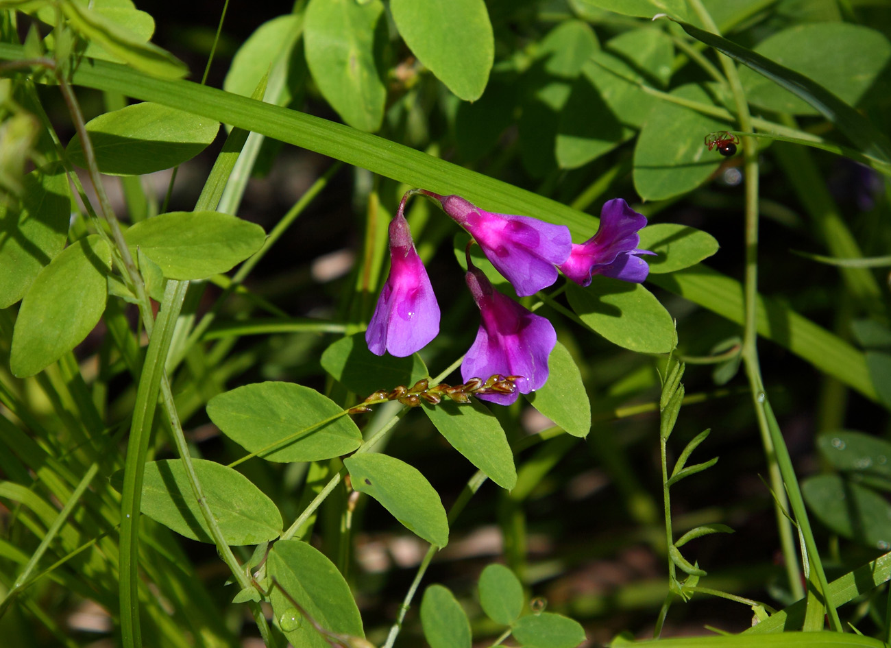 Изображение особи Lathyrus humilis.