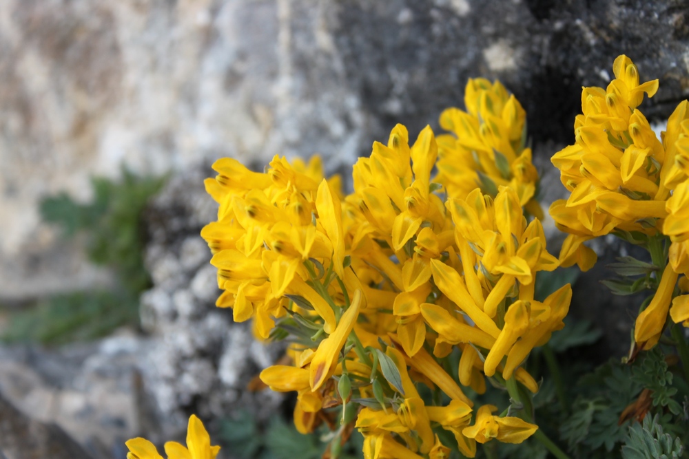 Изображение особи Corydalis gortschakovii.