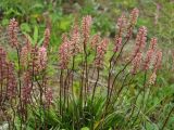 Tofieldia coccinea