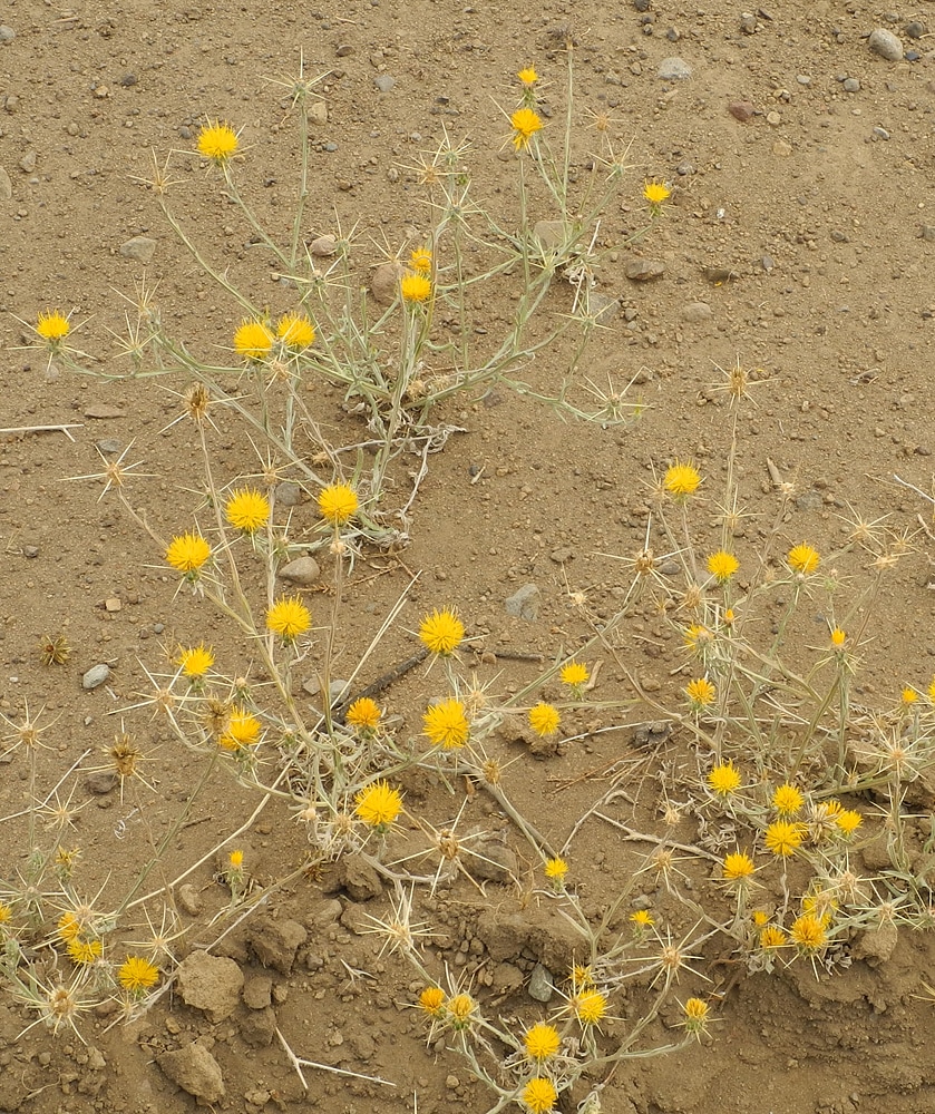 Image of Centaurea solstitialis specimen.