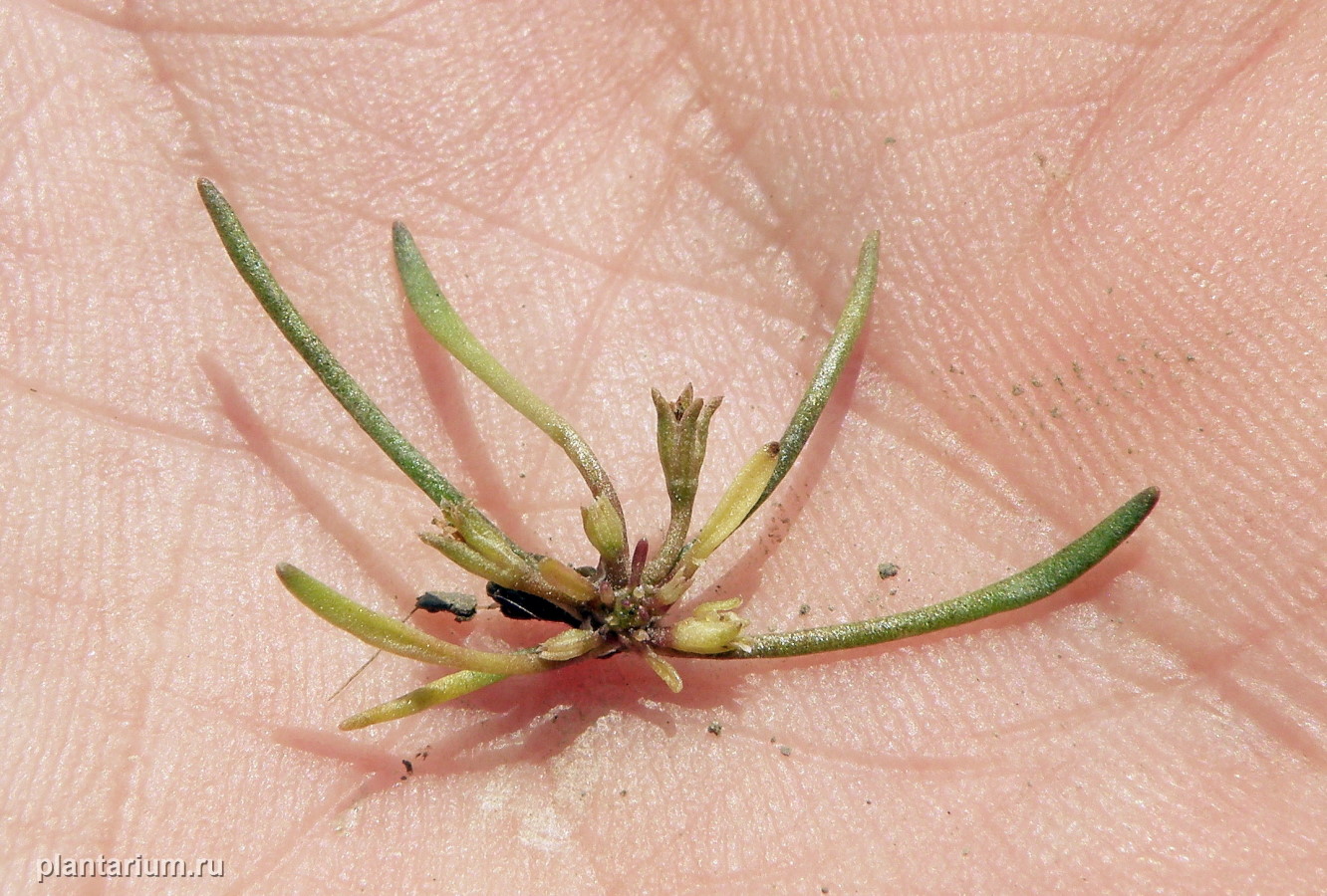 Image of Limosella aquatica specimen.