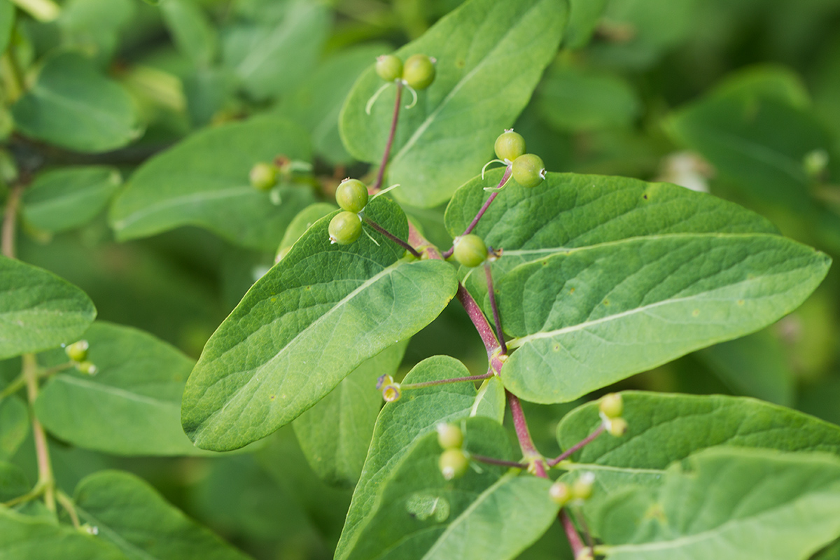 Изображение особи Lonicera tatarica.