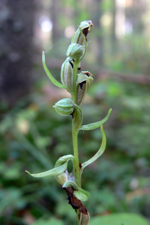 Изображение особи Dactylorhiza viridis.