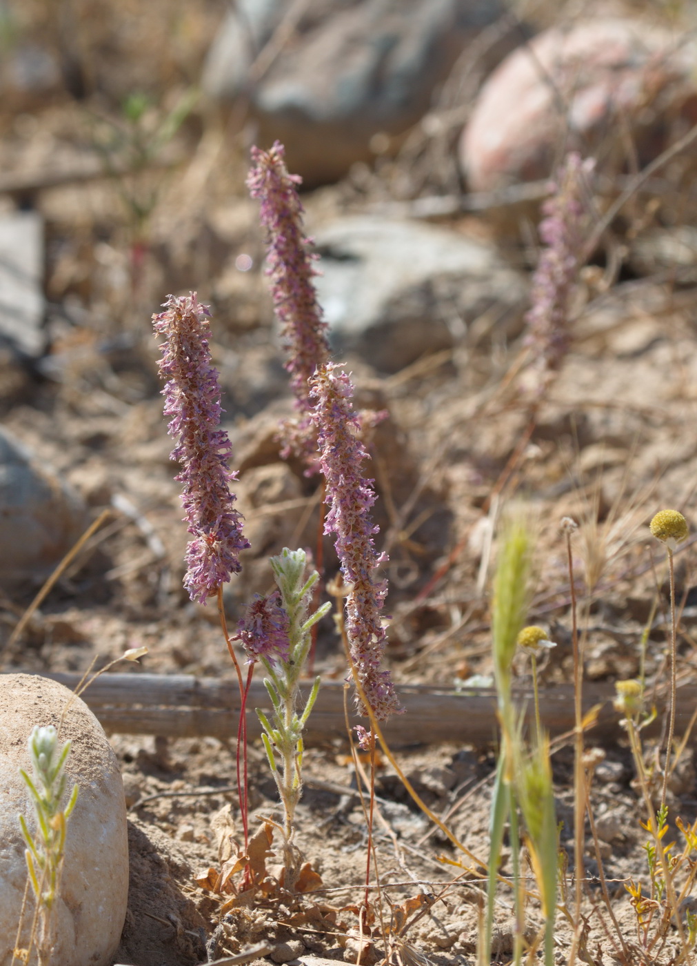 Изображение особи Psylliostachys suworowii.