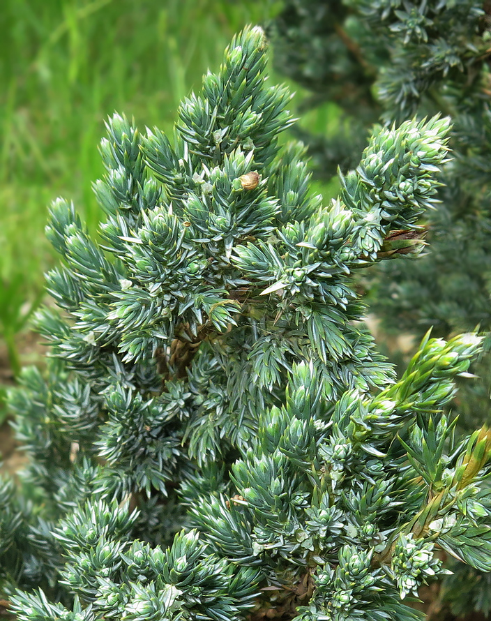 Изображение особи Juniperus squamata.