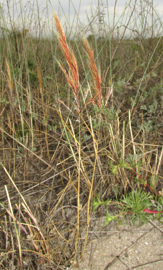 Image of Apera maritima specimen.