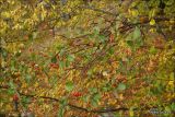 Sorbus taurica