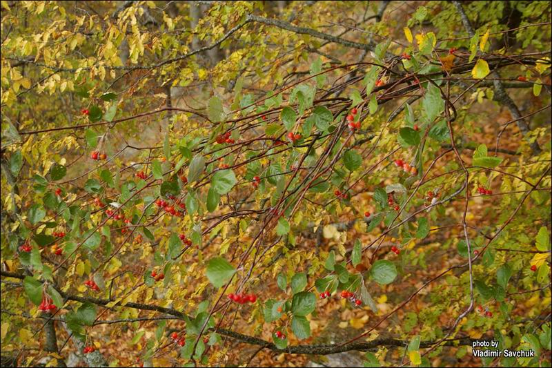 Изображение особи Sorbus taurica.