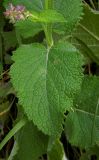 Salvia verticillata