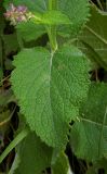 Salvia verticillata