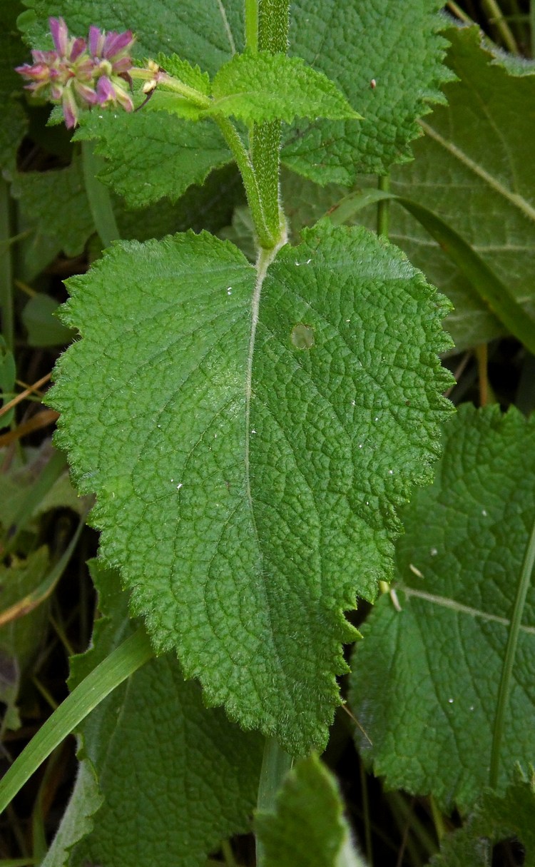 Image of Salvia verticillata specimen.