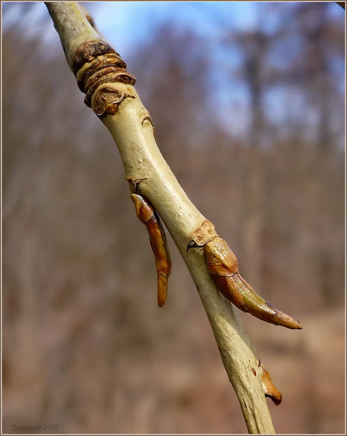 Image of genus Populus specimen.