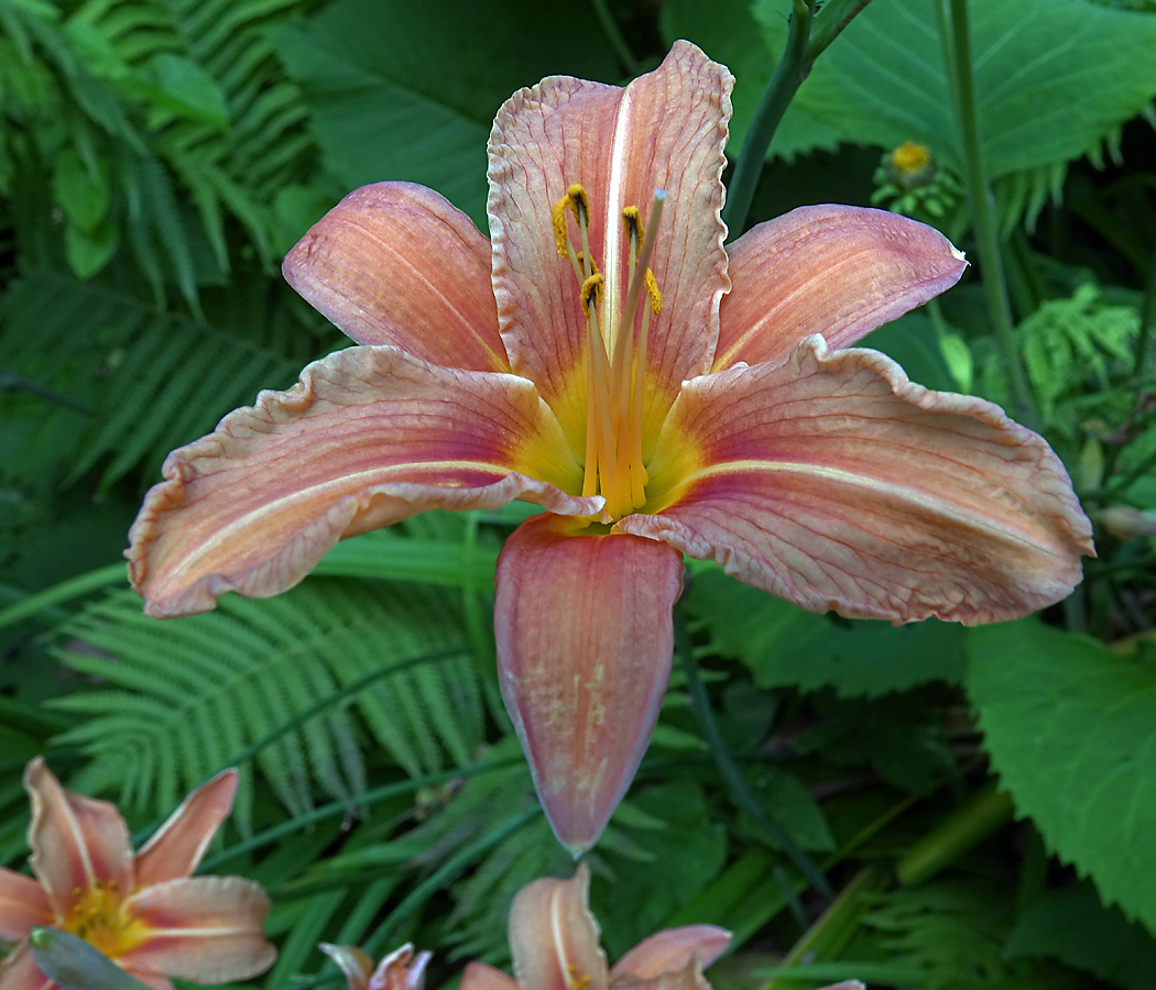 Image of Hemerocallis &times; hybrida specimen.