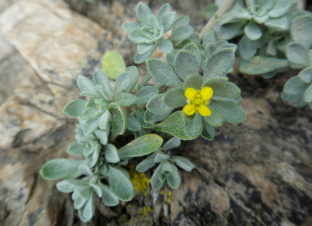Image of Odontarrhena obovata specimen.