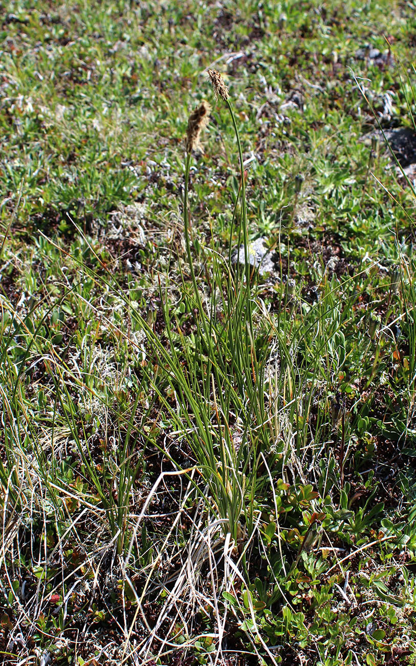 Image of Kobresia macrolepis specimen.