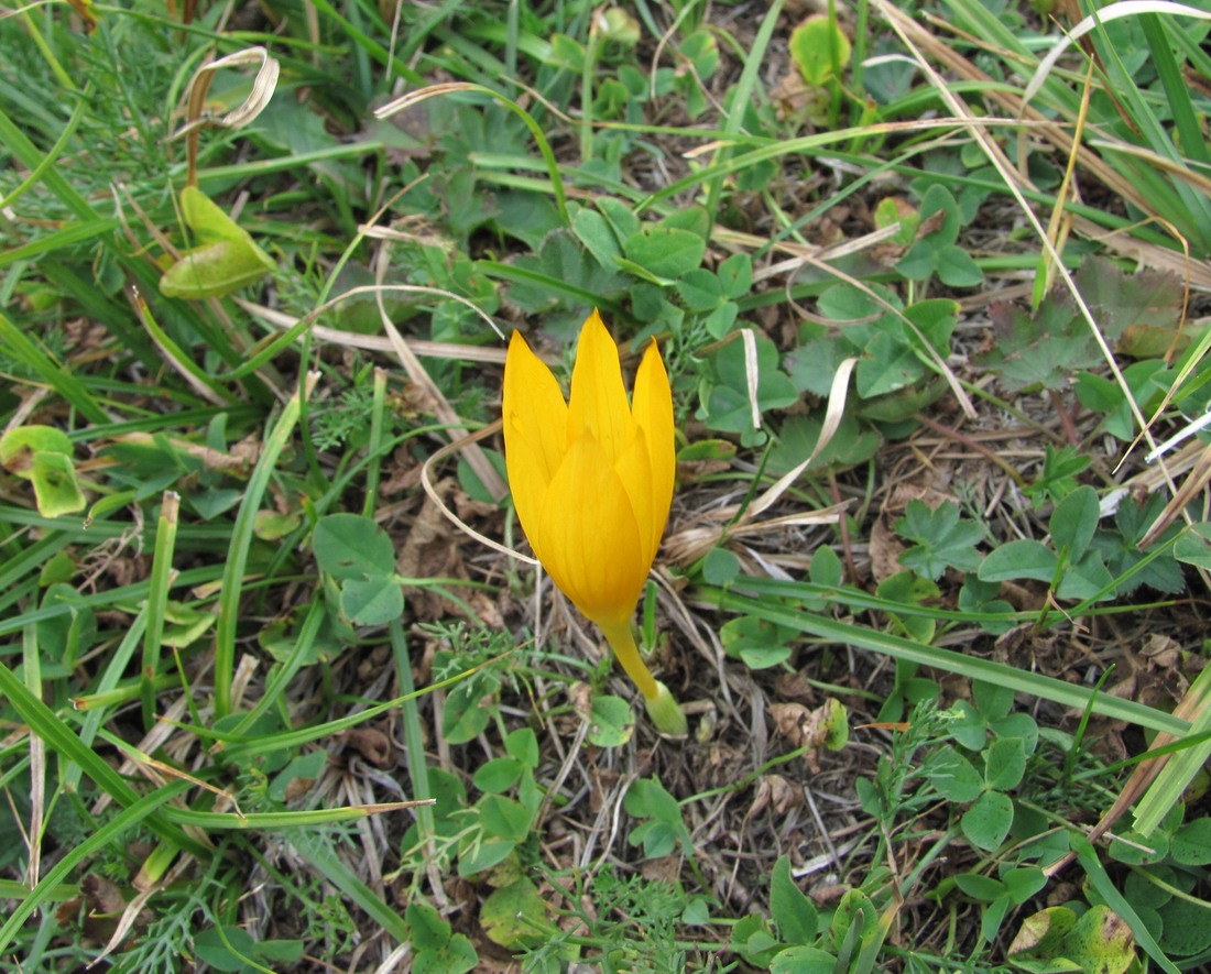 Изображение особи Crocus scharojanii.