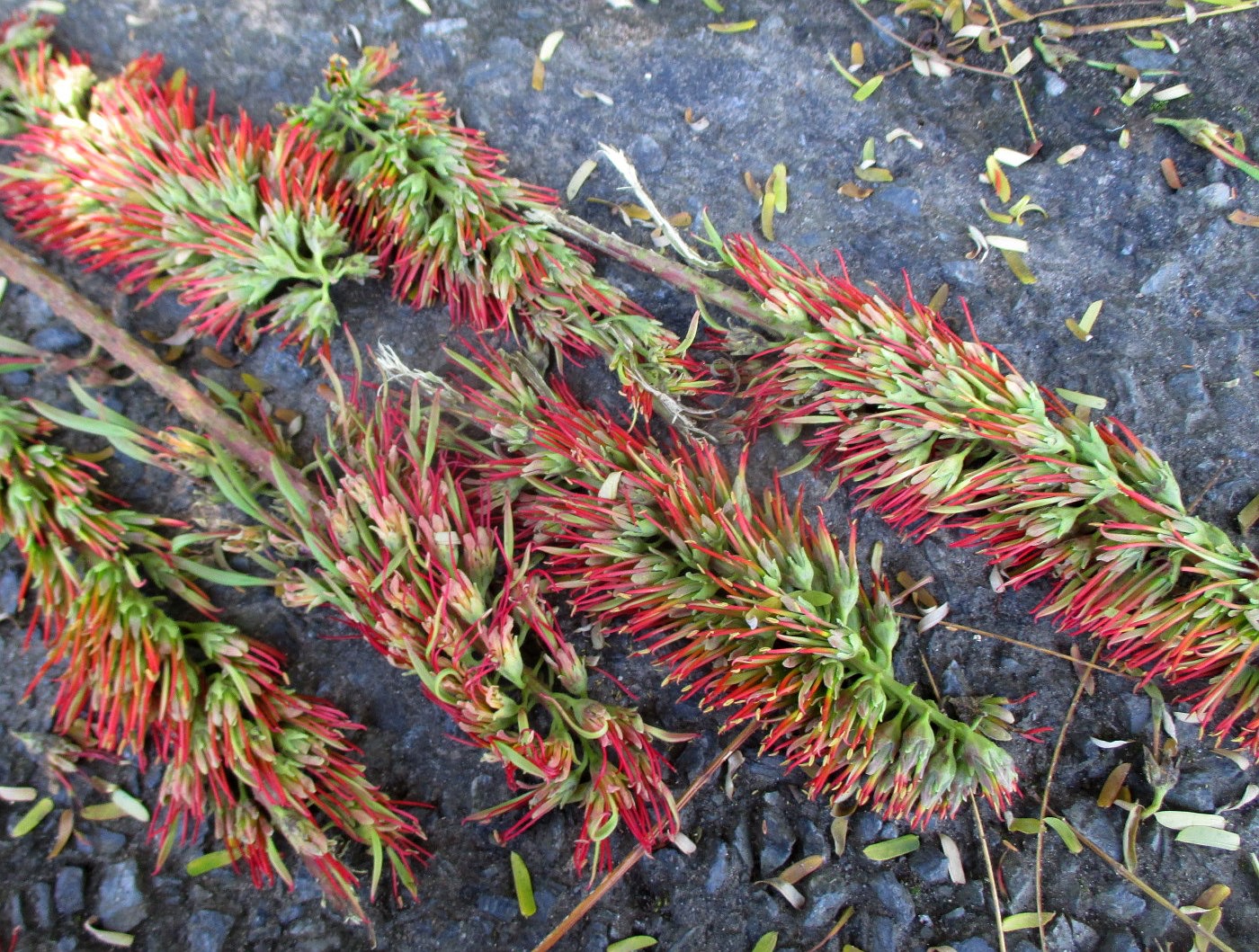 Image of Acrocarpus fraxinifolius specimen.