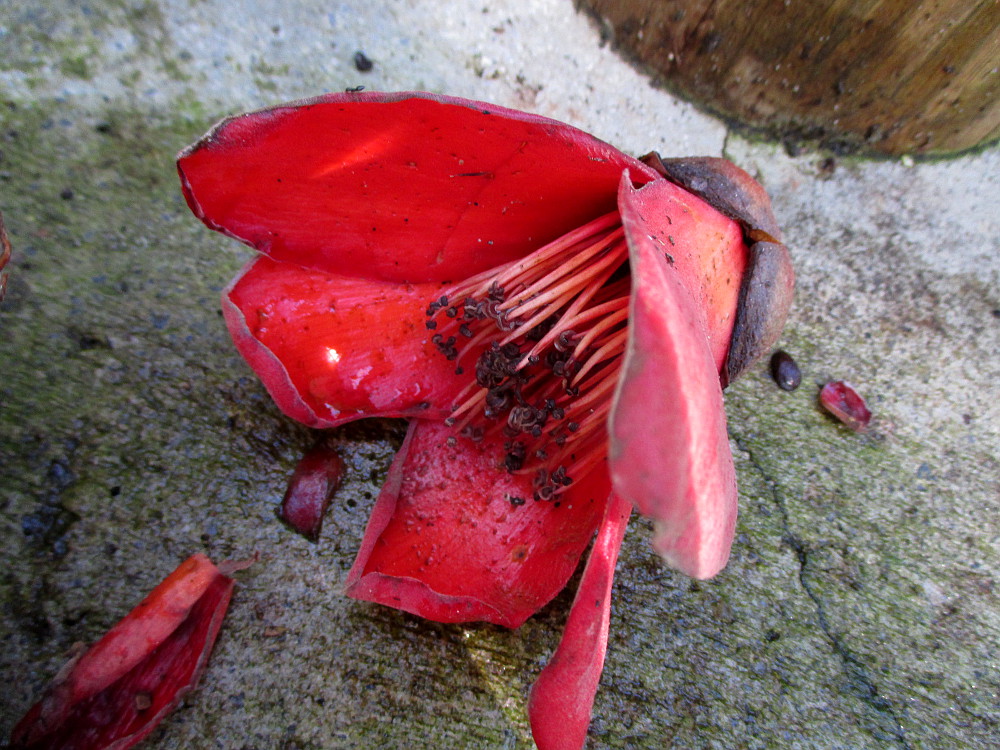 Image of Bombax ceiba specimen.