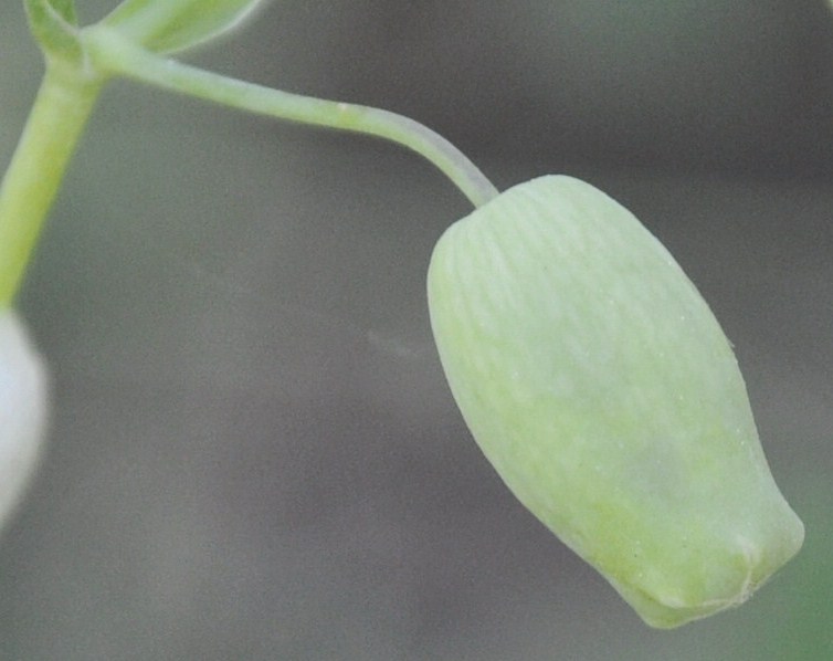 Image of Oberna commutata specimen.