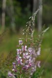 Chamaenerion angustifolium. Соцветие (гипохромная форма). Ленинградская обл., Всеволожский р-н, окр. дер. Лаппелово, очищенная от деревьев полоса между ж.-д. путями и смешанным лесом. 30.07.2017.