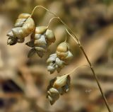 genus Briza