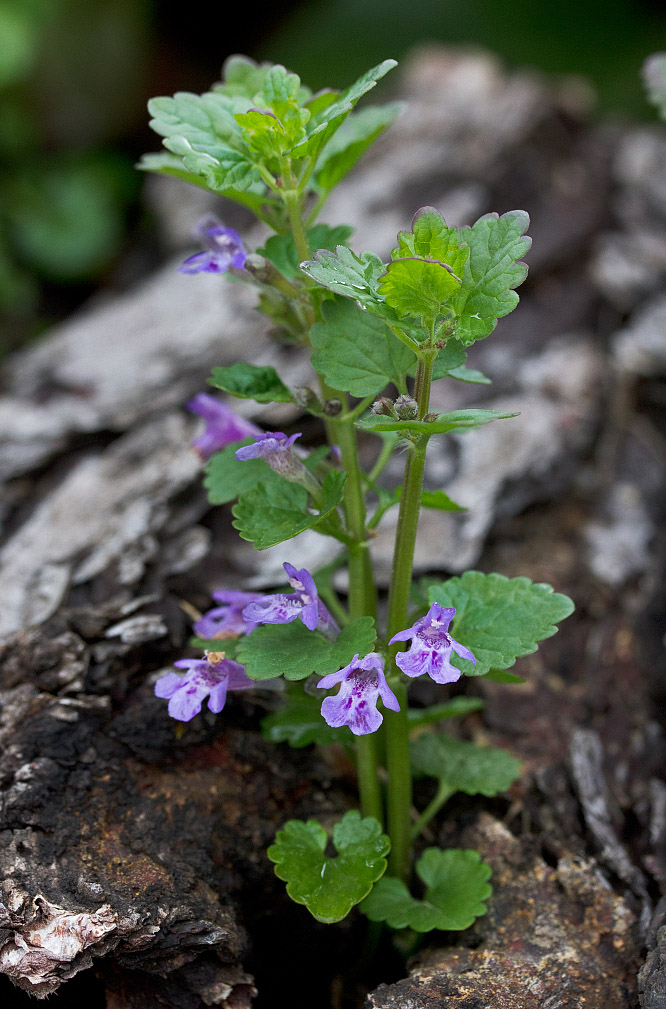 Изображение особи Glechoma hederacea.