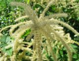Aruncus dioicus