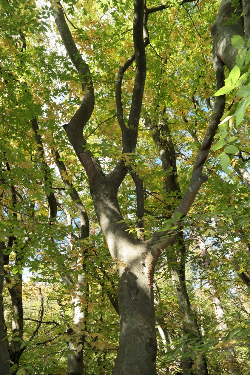 Изображение особи Zelkova carpinifolia.