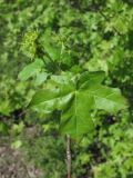 Acer campestre