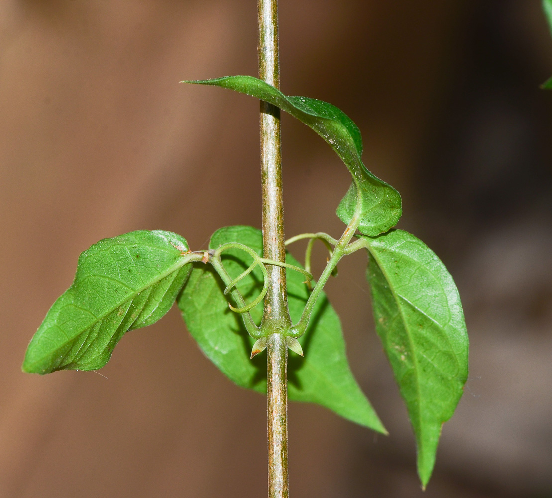 Image of Dolichandra unguis-cati specimen.
