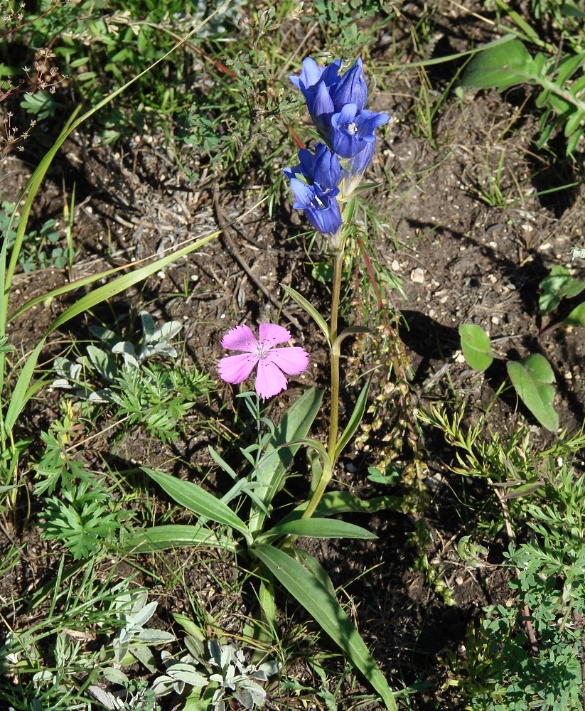 Изображение особи Gentiana decumbens.