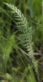 Achillea millefolium. Лист в средней части побега. Пермский край, г. Пермь, Кировский р-н, газон у административного здания, в культуре. 25.07.2017.