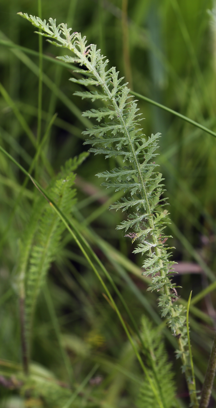 Image of Achillea millefolium specimen.
