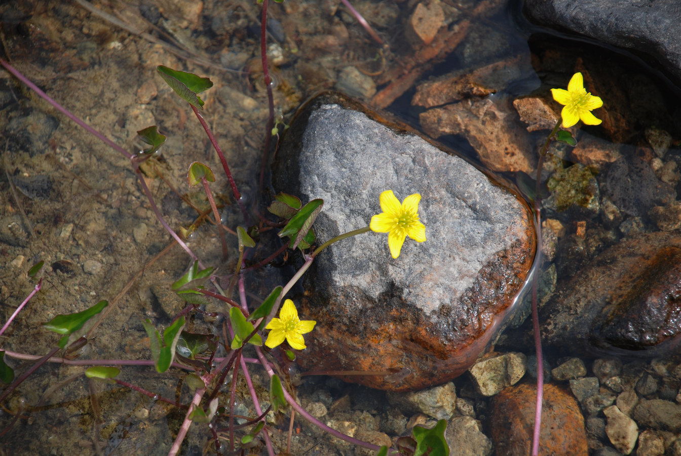 Image of Caltha arctica specimen.